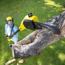 Best Tree Cabling and Bracing  in Chewelah, WA
