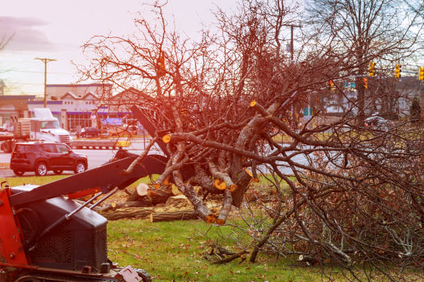 How Our Tree Care Process Works  in  Chewelah, WA