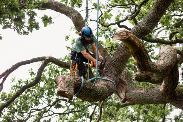 Best Tree and Shrub Care  in Chewelah, WA