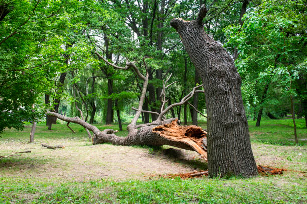 Best Tree Maintenance Programs  in Chewelah, WA