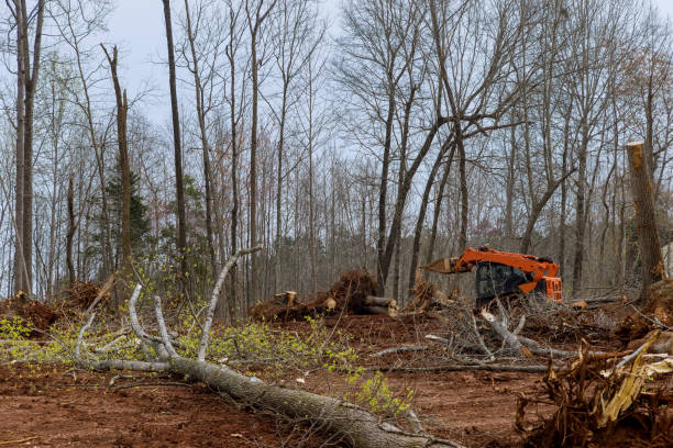 Best Storm Damage Tree Cleanup  in Chewelah, WA