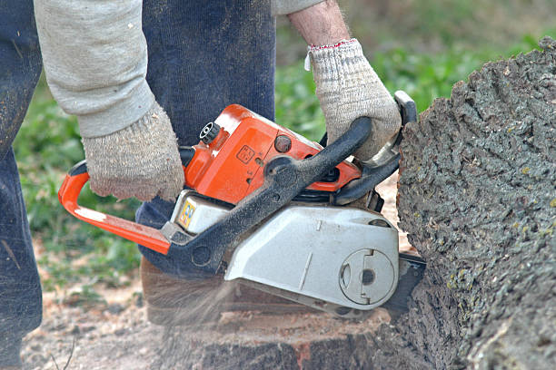 Best Emergency Tree Removal  in Chewelah, WA