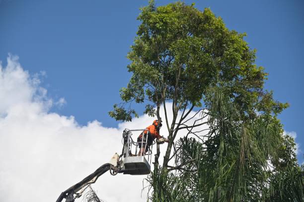 Best Root Management and Removal  in Chewelah, WA