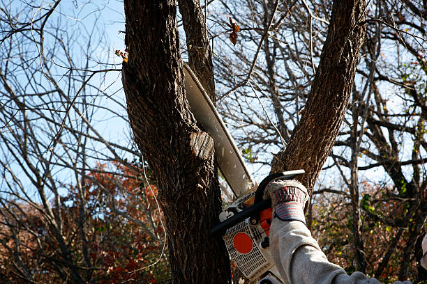 Best Tree Health Inspection  in Chewelah, WA