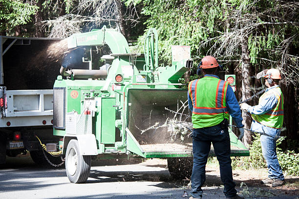 Professional Tree Care in Chewelah, WA