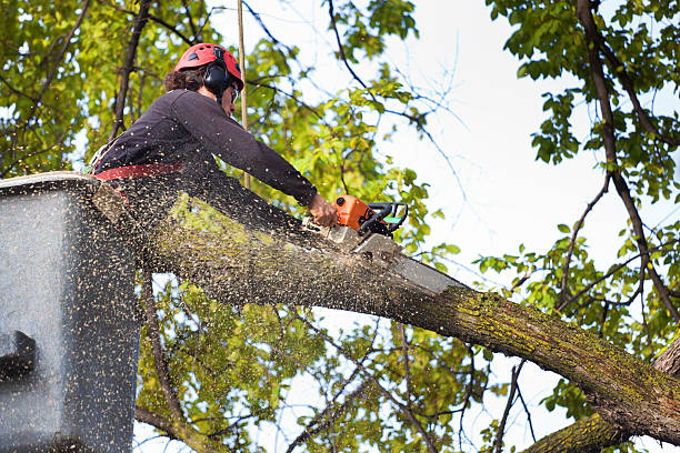 Best Commercial Tree Services  in Chewelah, WA