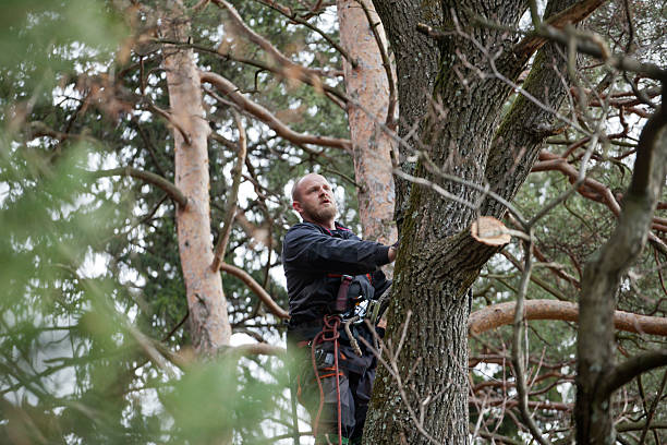 Best Palm Tree Trimming  in Chewelah, WA