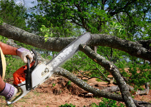 Best Storm Damage Tree Cleanup  in Chewelah, WA